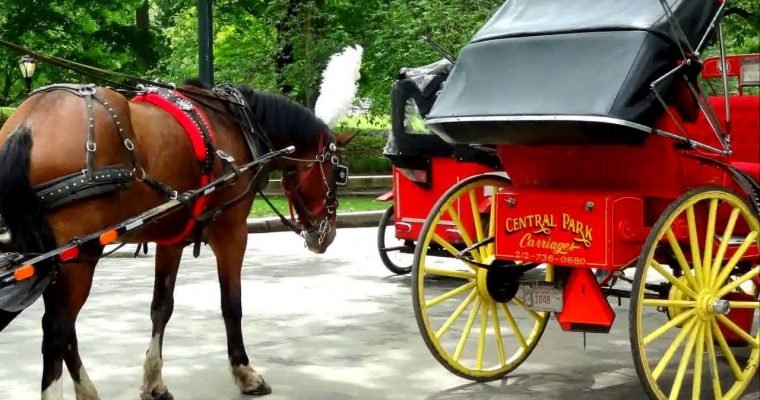 Enjoy the unique and varied nature of NYC horse carriage rides.