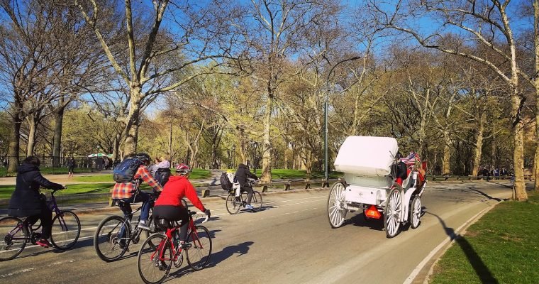 Discover the Beauty of Central Park on a Horse-Drawn Carriage Ride.