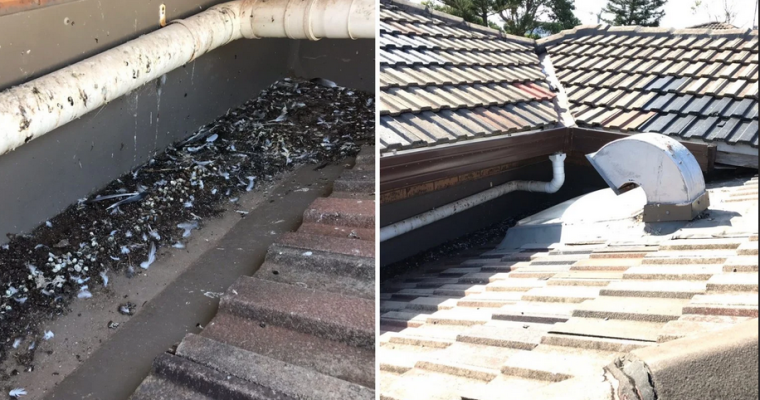 Protect Your Investment: Bird Proofing Solar Panels in Sydney