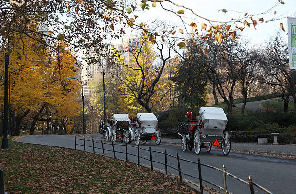 Timeless Elegance: Central Park Horse Carriage Adventures