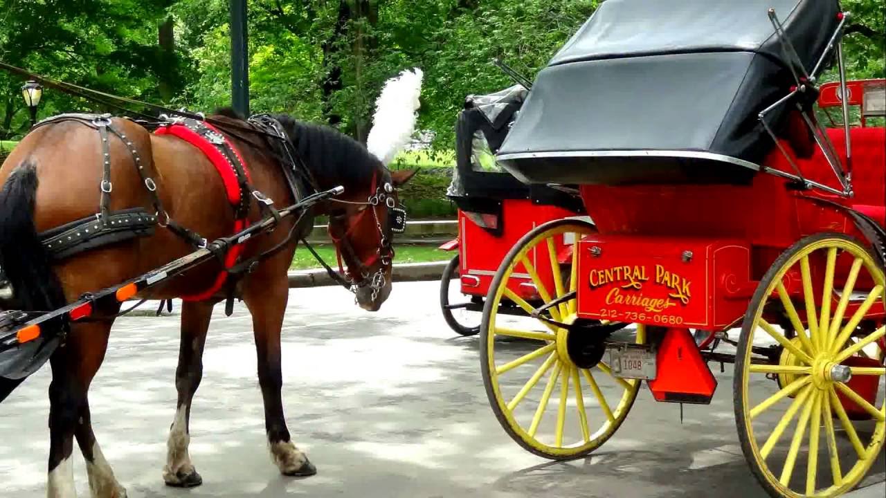 Unbridled Bliss: Your Comprehensive Central Park Horseback Journey