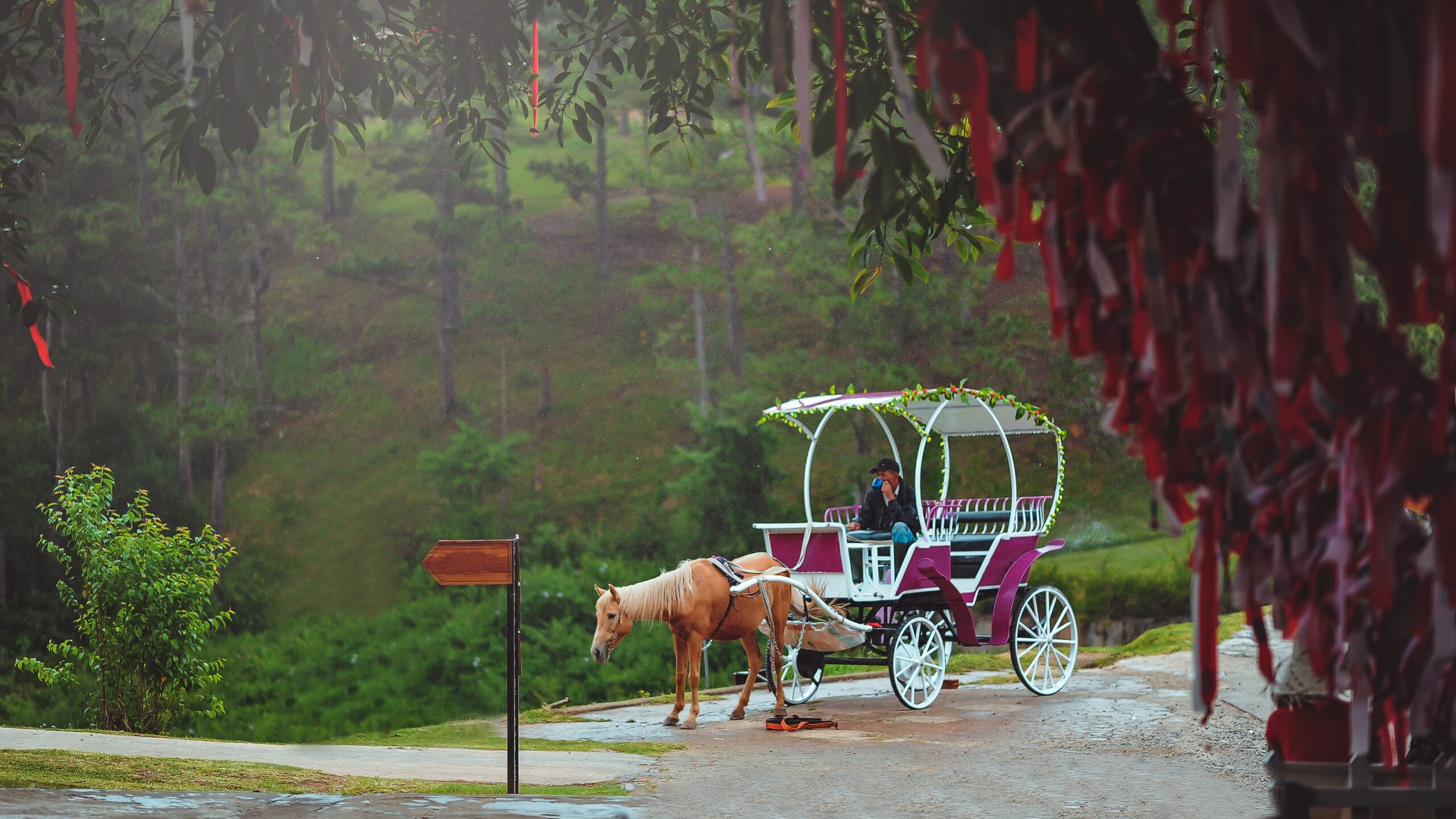 Discover the Magic of Central Park: Book Your Carriage Ride Today