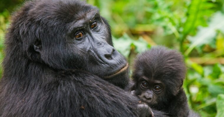 The Role of Local Guides in Gorilla Trekking Safaris in Uganda