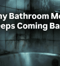 Why Bathroom Mold Keeps Coming Back